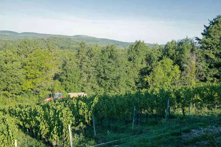 Balade immersive dans les vignes, Bourg-en-Bresse, MAISON BILLON
